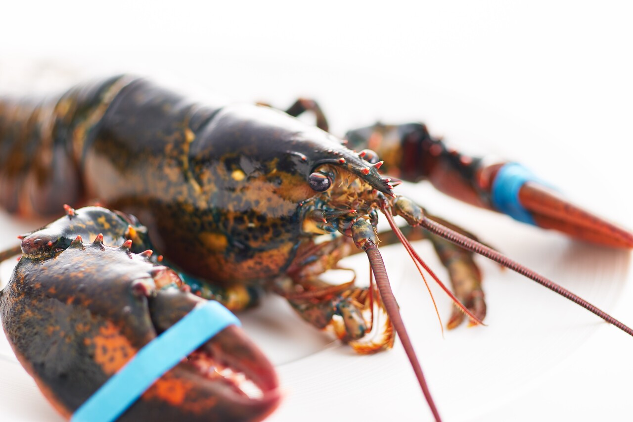 活オマール海老